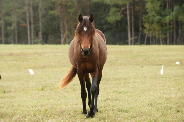 Toneys-Place-Wildlife-Horse