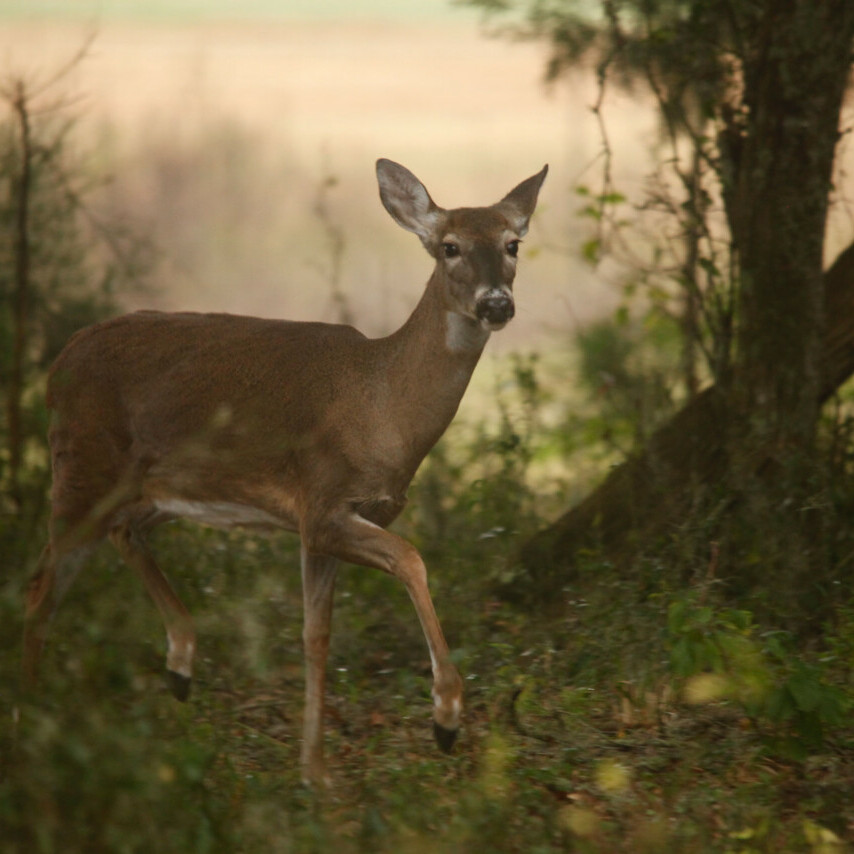 Toneys-Place-Wildlife-Deer