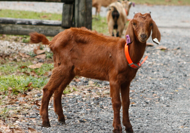 Toneys-Place-Wildlife-Goat